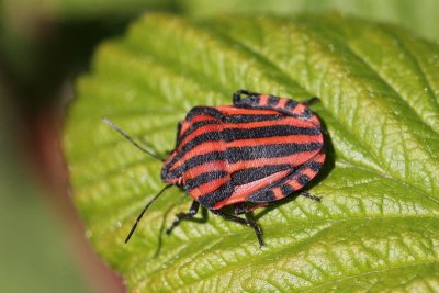 Pyjamaschildwants -Graphosoma lineatum 