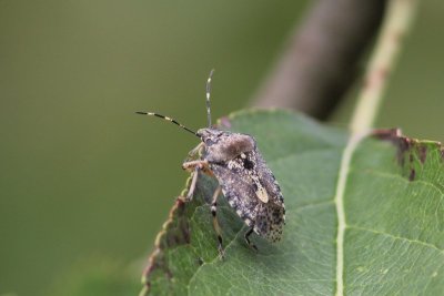 Grauwe schildwants - Rhaphigaster nebulosa