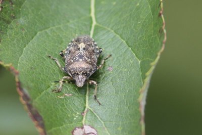 Grauwe schildwants - Rhaphigaster nebulosa
