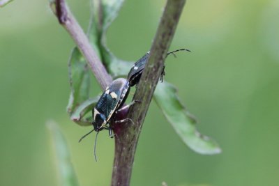 Koolschildwants - Eurydema ventralis