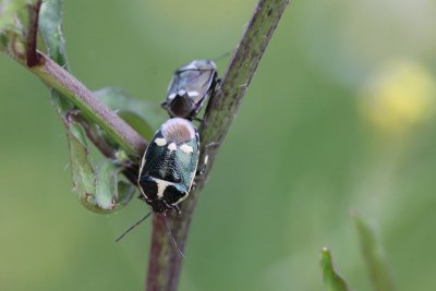 Koolschildwants - Eurydema ventralis