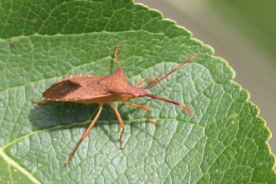 Lederwants - Coreus marginatus