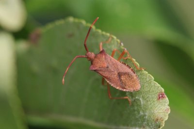 Lederwants - Coreus marginatus