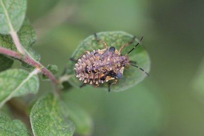 Roodpootschildwants - Pentatoma rufipes
