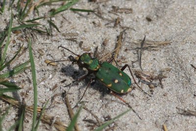 Groene zandloopkever - green tiger beetle - Cicindela campestris