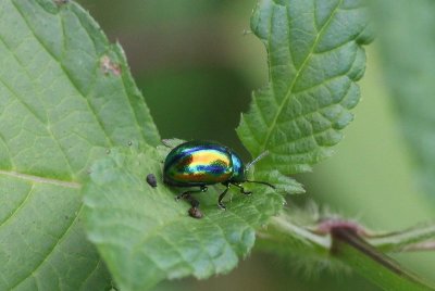 Elzenhaantje - alder leaf beetle - Agelastica alni