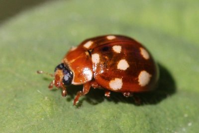 Roomvlekliebeheersbeestje - cream-spot ladybird - Calvia quatuordecimguttata