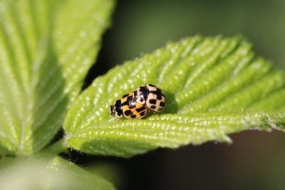 Schaakbordlieveheersbeestje - 14-spotted ladybird - Propylea quatuordecimpunctata