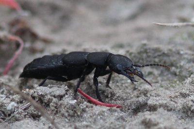 Stinkende kortschildkever - Rove beetles - Staphylinidae