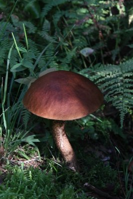 Berkenboleet - Birch bolete -  Leccinum scabrum