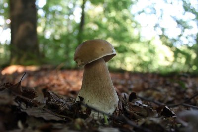 Gewoon eekhoorntjesbrood - Penny bun - Boletus edulis