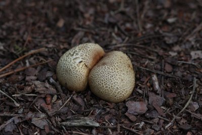 Gele aardappelbovist - Common Earthball - Scleroderma citrinum