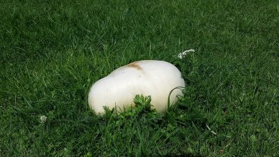 Reuzenbovist - Giant puffball -  Langermannia gigantea
