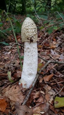 Grote stinkzwam - Common stinkhorn  - Phallus impudicus