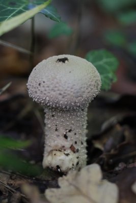 Parelstuifzwam - Common puffball - Lycoperdon perlatum