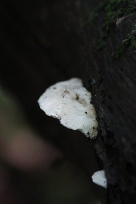 Kaaszwam spec. - Oligoporus spec