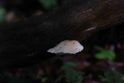 Kaaszwam spec. - Oligoporus spec
