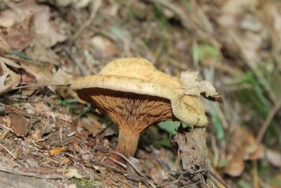 Gewone krulzoom - Brown roll-rim - Paxillus involutus