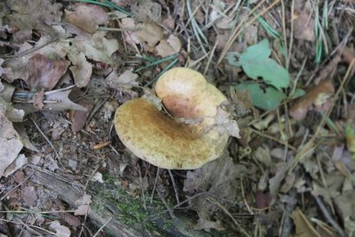 Gewone krulzoom - Brown roll-rim - Paxillus involutus