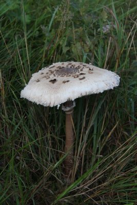 Grote parasolzwam - Parasol mushroom - Macrolepiota procera