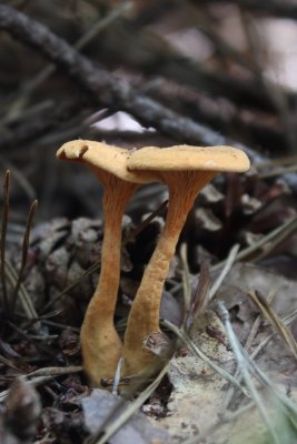 Hanenkam - Cantharellus cibarius