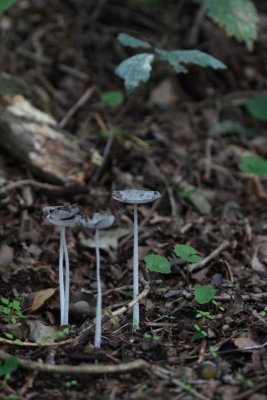 Hazenpootjes - Coprinopsis lagopus