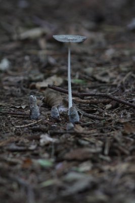 Hazenpootjes - Coprinopsis lagopus