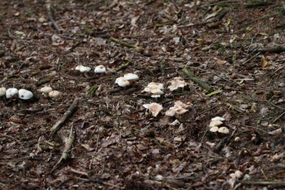 Roestvlekkenzwam - Spotted Toughshank - Rhodocollybia maculata