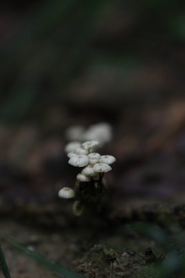 Wieltje - Pinwheel mushroom - Marasmius rotula