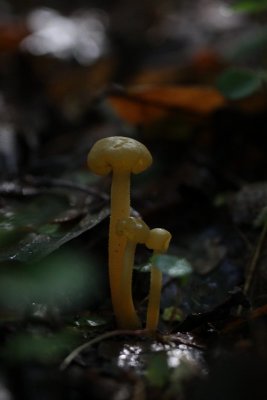 Groene Glibberzwam - Leotia lubrica