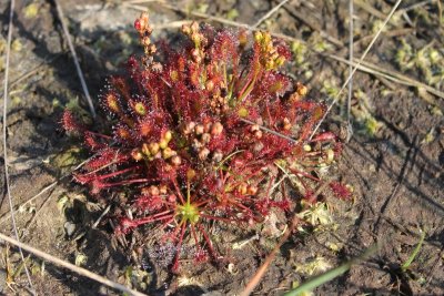 Zonnedauw - Sundews - Drosera