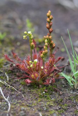 Zonnedauwfamilie - Droseraceae