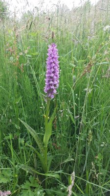 Gevlekte orchis - Dactylorhiza maculata