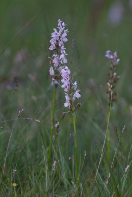 Rietorchis - Leopard marsh orchid - Dactylorhiza praetermissa