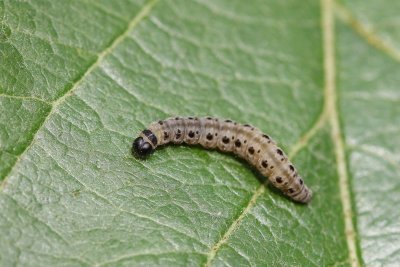 Yponomeuta malinellus - Appelstippelmot