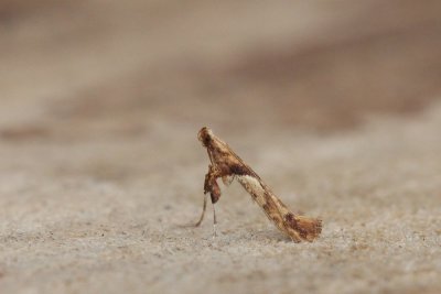 Caloptilia hemidactylella - Bonte esdoornsteltmot