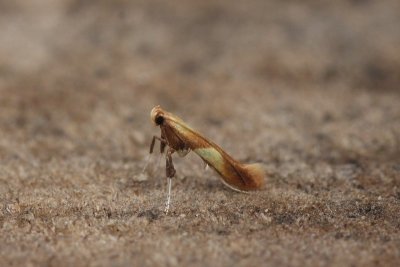 Caloptilia robustella - Eikensteldmot