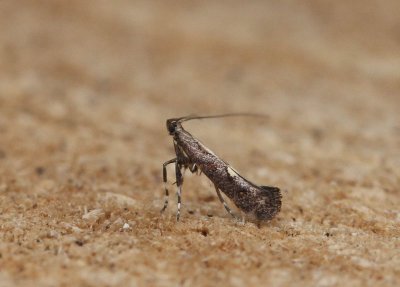 Calybites phasianipennella - Viervleksteltmot