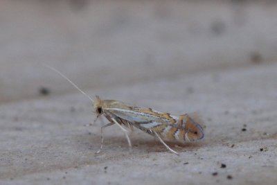 Phyllonorycter quercifoliella - Gewone eikenvouwmot