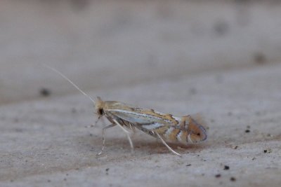 Phyllonorycter quercifoliella - Gewone eikenvouwmot