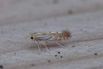 Phyllonorycter quercifoliella - Gewone eikenvouwmot
