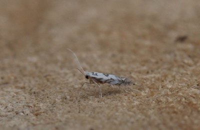 Phyllonorycter rajella - Gewone elzenvouwmot