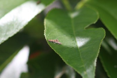 Cameraria ohridella - Paardenkastanjemineermot