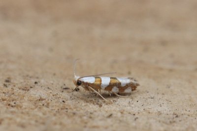 Argyresthia brockeella - Sierlijke pedaalmot