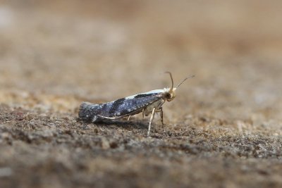 Argyresthia conjugella - Grote pedaalmot