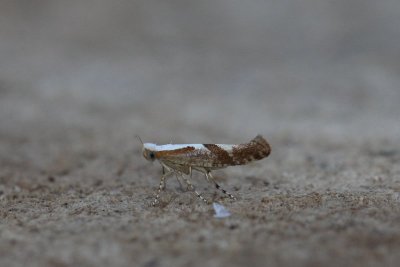 Argyresthia pruniella - kersenpedaalmot