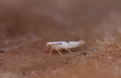 Argyresthia bonnetella - Variable pedaalmot