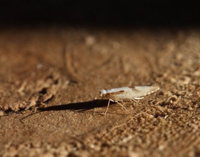 Argyresthia bonnetella - Variable pedaalmot
