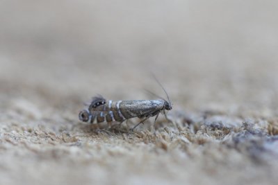 Glyphipterix thrasonella - Grote parelmot