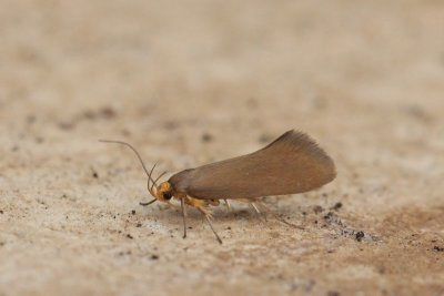 Crassa unitella - Zwamboorder